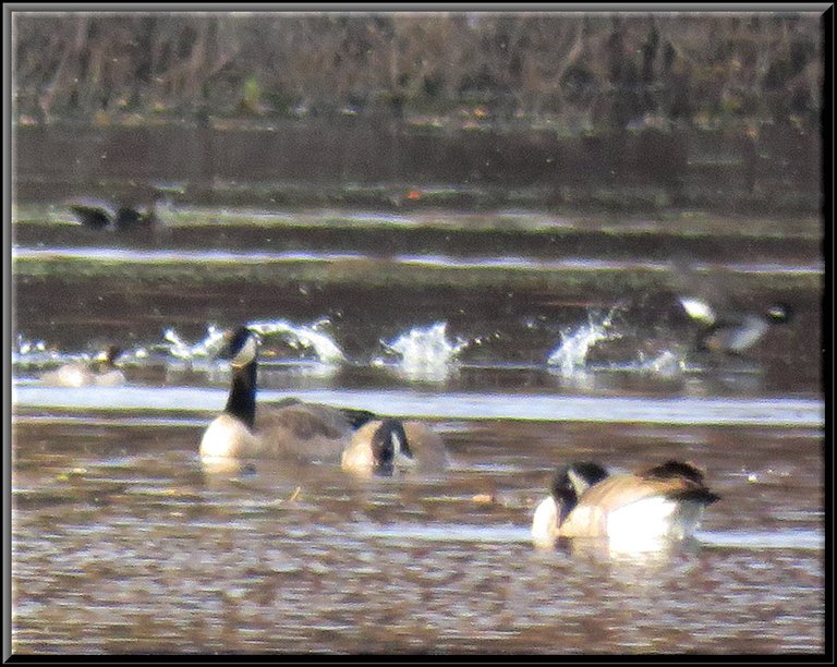 3 Canada Geese Bufflehead duck running on water in background.JPG