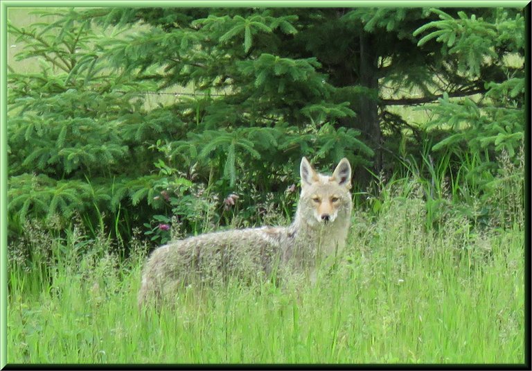 Close up Coyote by young spruce trees looking at me.JPG