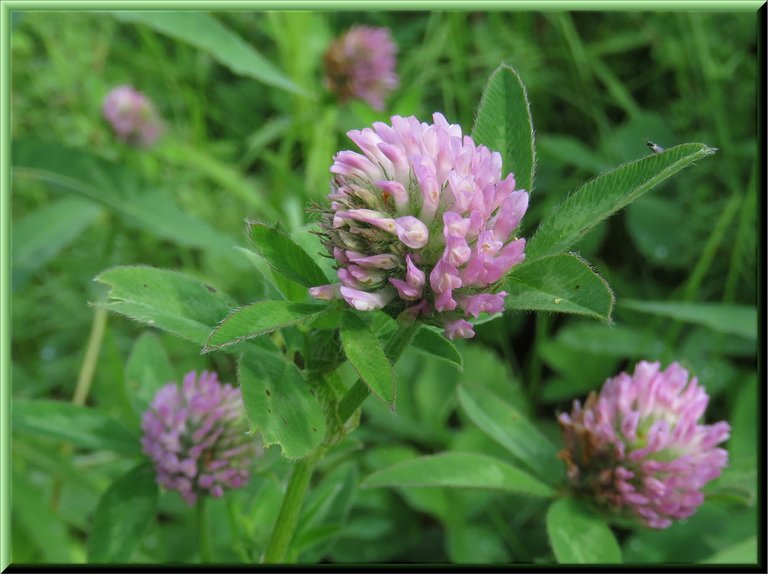 close up red clover blooms.JPG