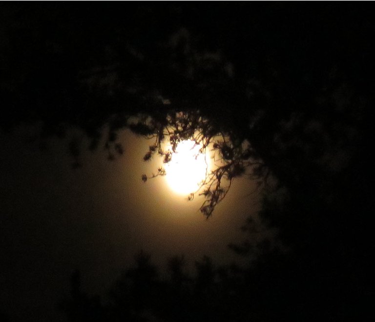 close up bright orange moon beneath a pine bough.JPG