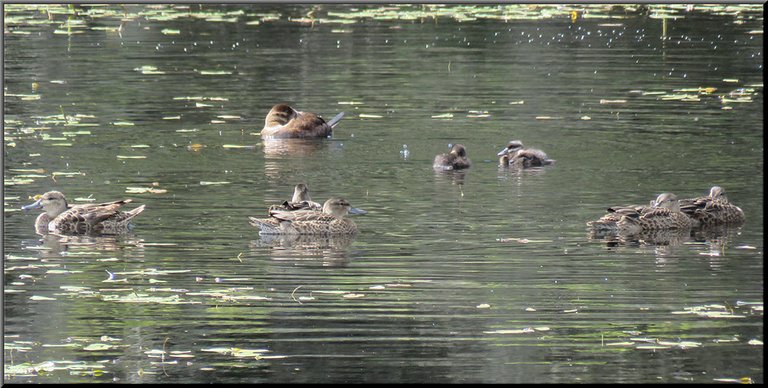 Teal Family and Ruddy Duck With Ducklings.JPG