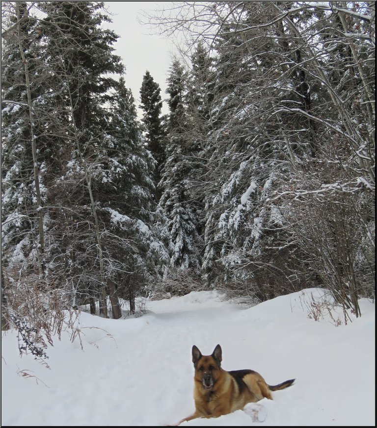 Bruno lying on lane spruce trees drooping with snow behind.JPG