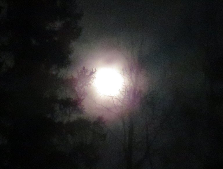 looking past trees and fog to full moon.JPG