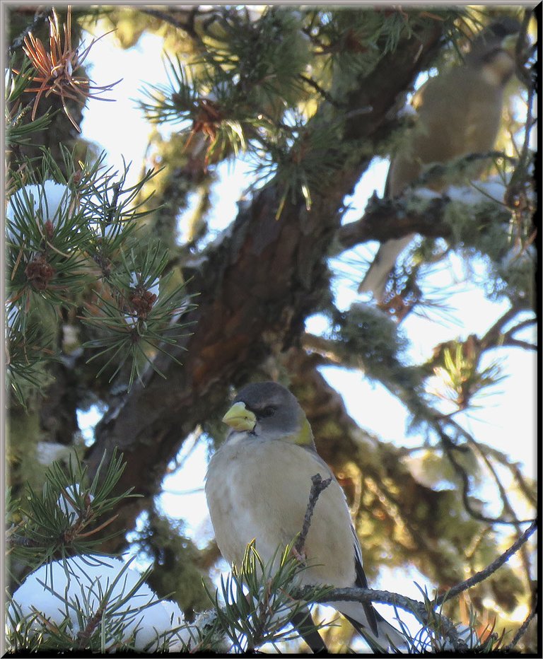 2 female evening grosbeak in pine tree.JPG