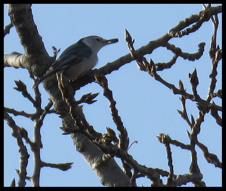 nuthatch on poplar branch with seed in beak.JPG