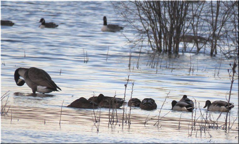 Canada goose grooming ducks feeding behind it.JPG
