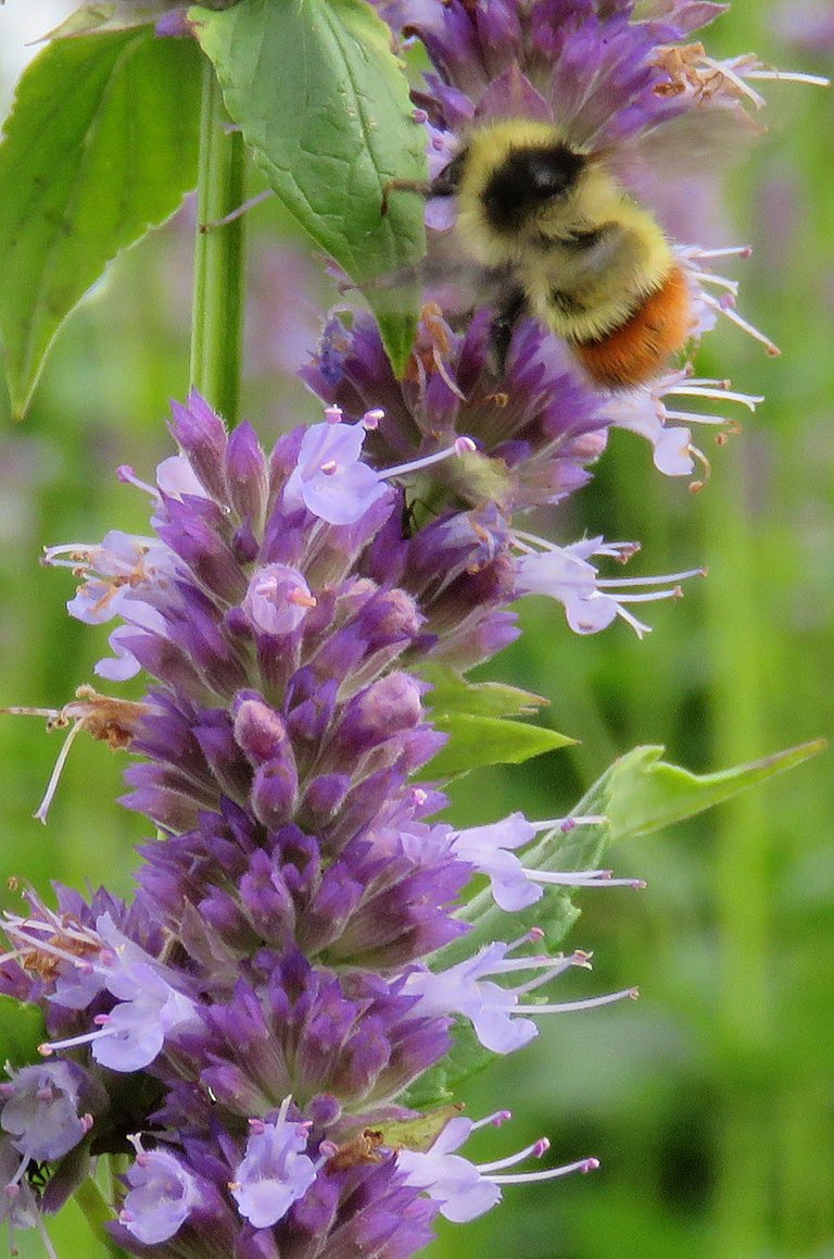 bee on hyssop bloom.JPG