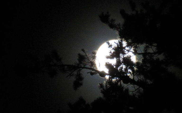 full moon shining through pine branch.JPG