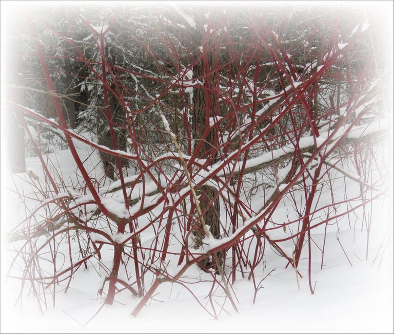 snow highlights red osier dogwood branches frosted.JPG