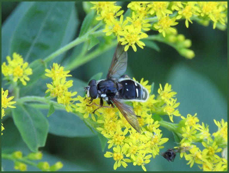 black and white pollinator on goldenrod.JPG