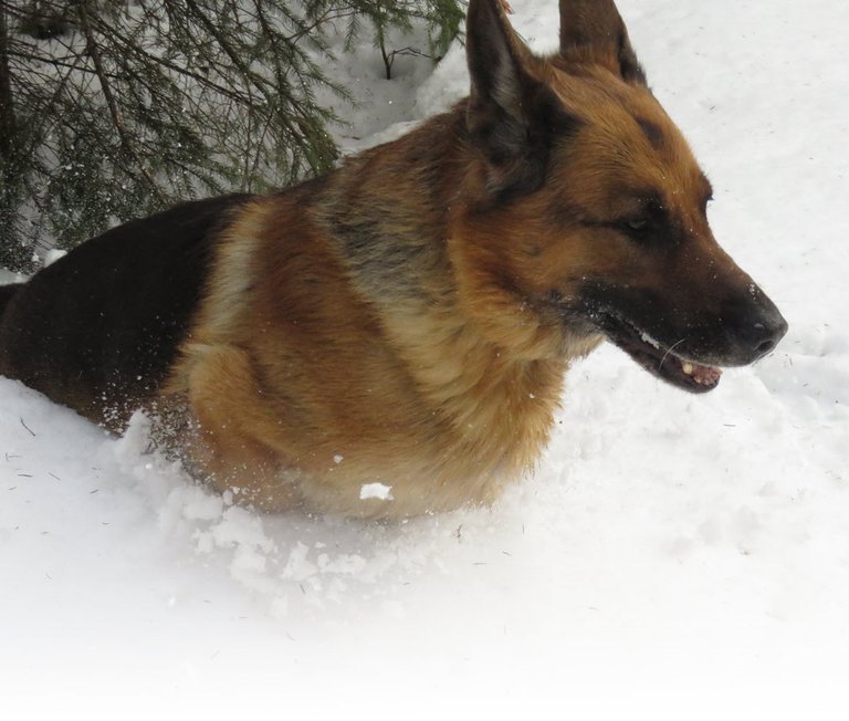 close up Bruno coming out of chest deep snow.JPG