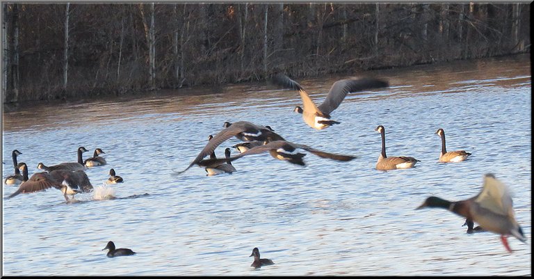 4 Canada Geese landing on the pond 1 mallard duck.JPG