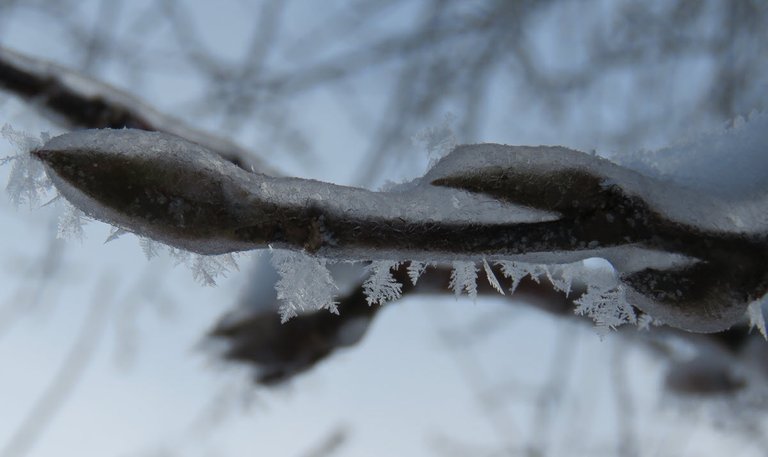 close up showing ice covering poplar tip with a few feathered hoarfrost on it.JPG