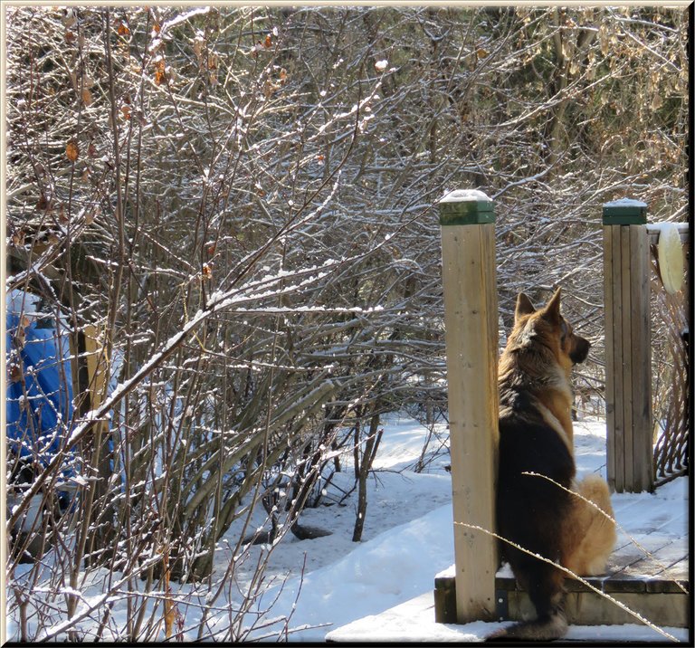 light snow lit by sunlight on bushes by deck with Bruno sitting there.JPG