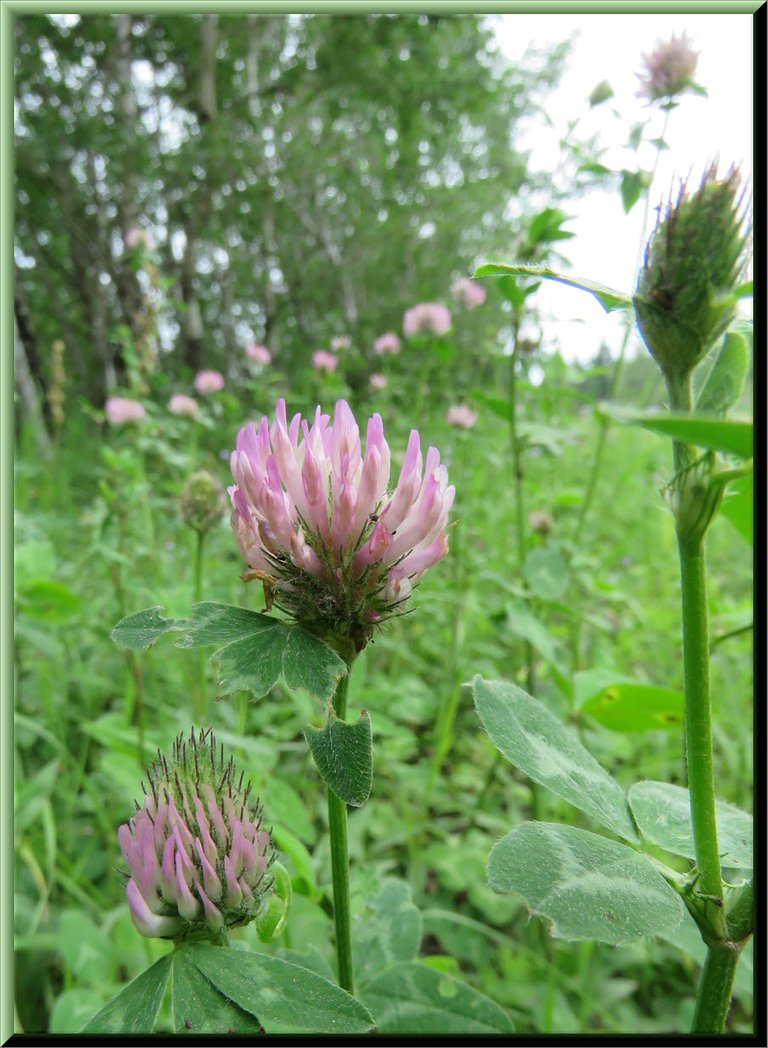 close up red clover blossoms that are pink.JPG