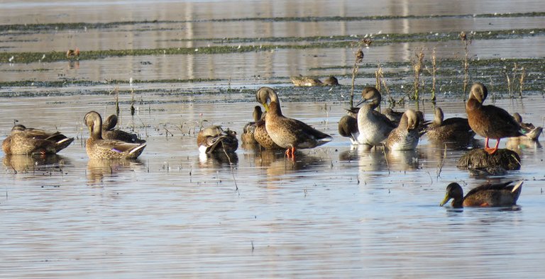 5 ducks on raised area in pond standing grooming.JPG