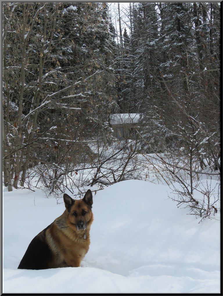 Bruno sitting in a snow bank with view to well house and snowy trees.JPG
