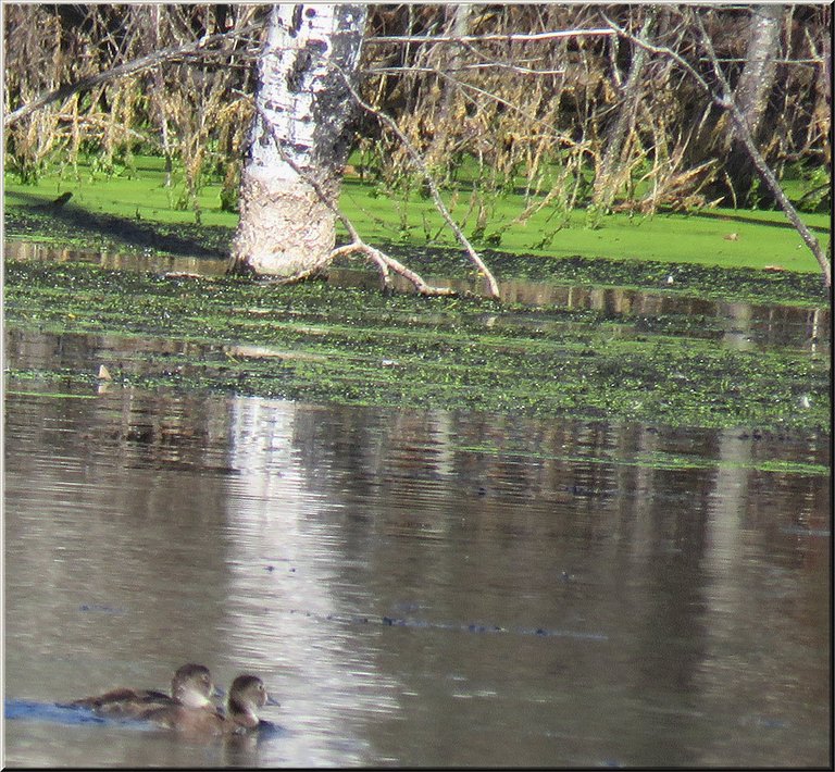 2 young ducks swimming by tree trunk reflection of tree standing in green water plants.JPG