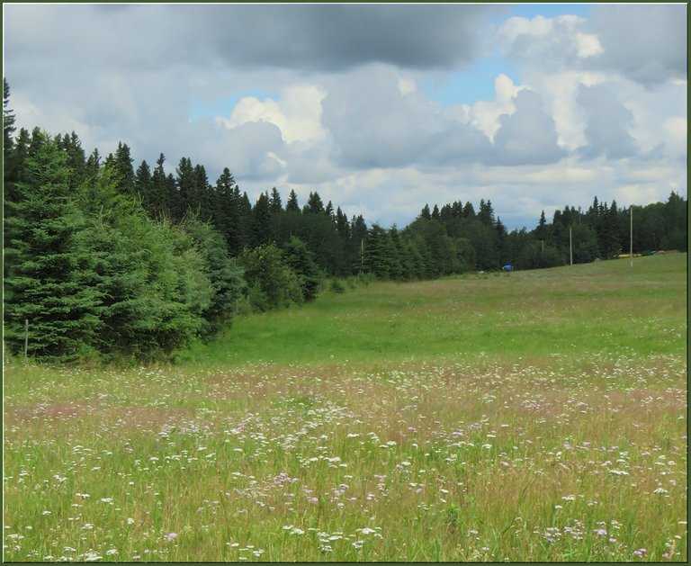 wildflowers in field with  spruce trees lining edges.JPG