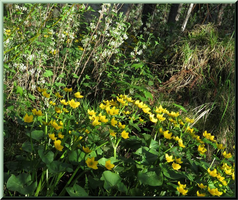 close up marsh marigolds and patch of current bushs in bloom behind.JPG