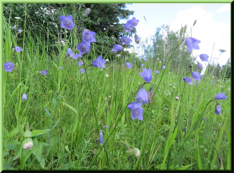 close up of group of harebells with many more behind.JPG