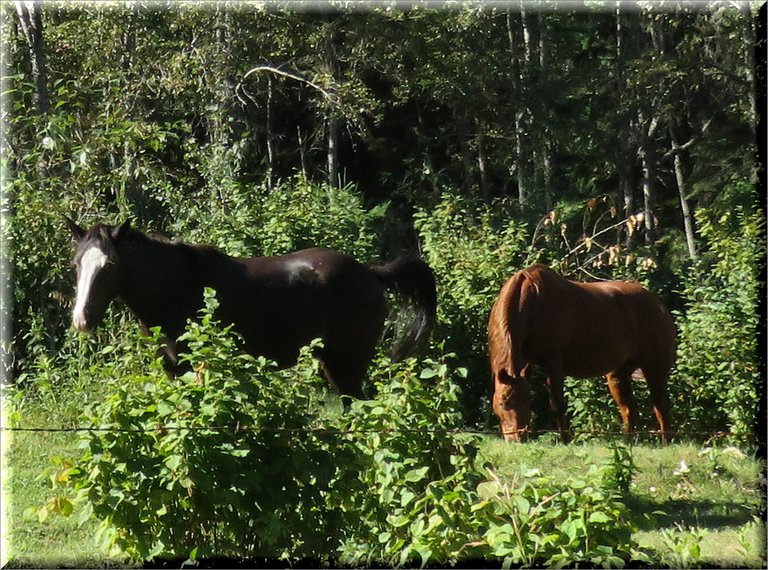 white faced horse and chestnut colored horse grazing.JPG