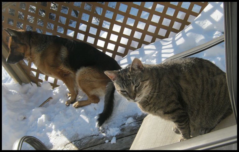 JJ on chair and Bruno sitting in snow bank on deck.JPG