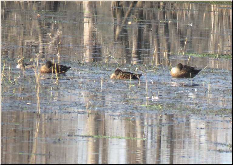 3 ducks reasting heads tucked in on water with reflection of poplar tree trunks.JPG