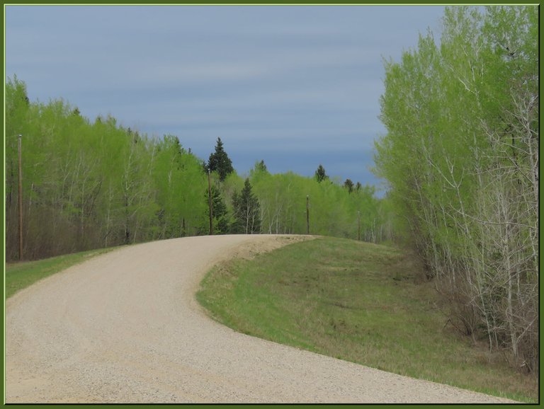 curve in road lush green new leaves on trees darker sky.JPG