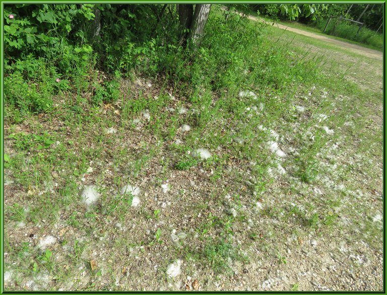 cottonwood fluff on edge of road.JPG