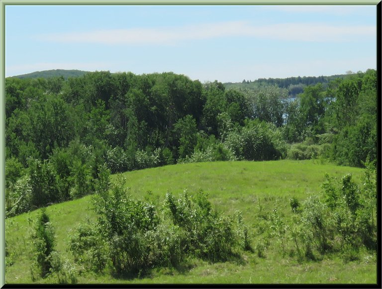 lush green on the hilltop looking towards lake through bush.JPG