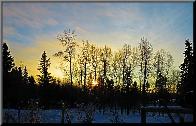 filter adds extra color to scene of low sun shining through trees just above other tree line.JPG