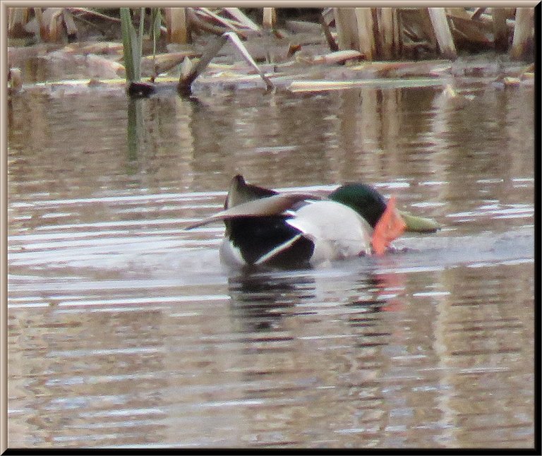 Mallard scratching its head.JPG