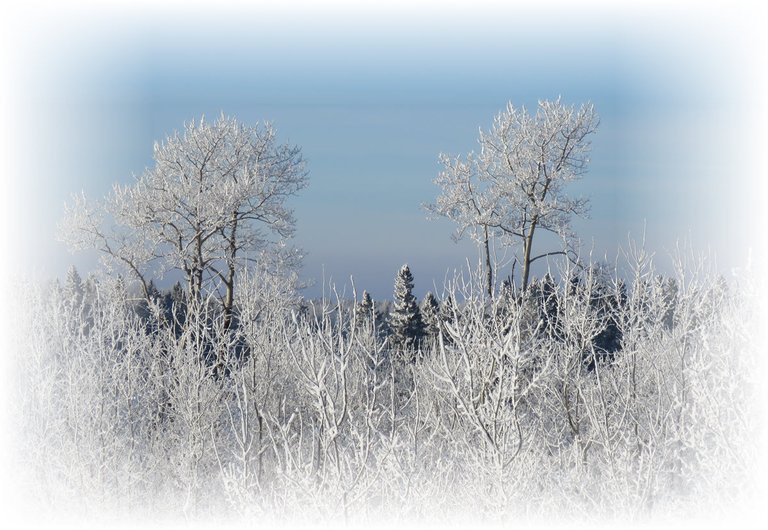 2 trees with hoarfrost stand out on horizon with other frosted trees.JPG