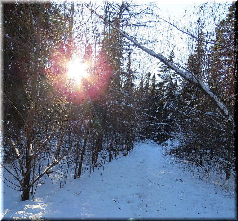 star sunrays shining thru willows on lane.JPG