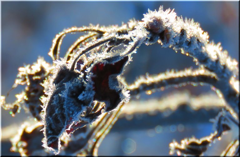 frosted dried leaves on spike frosted branch.JPG