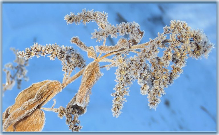 frost cystals on dried goldenrod seed head.JPG