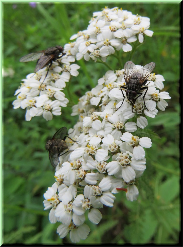 close up yarrow bloom with 3 flies on it.JPG