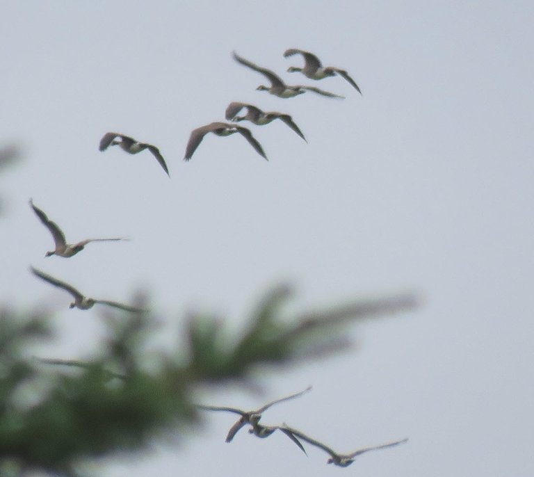 close up Canada geese flying in v formation by tree.JPG