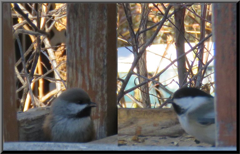 close up 2 chickadees on bird feeder.JPG