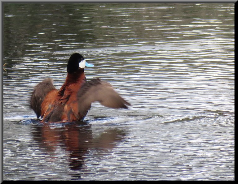 close up male ruddy duck wings wide open stretching them.JPG