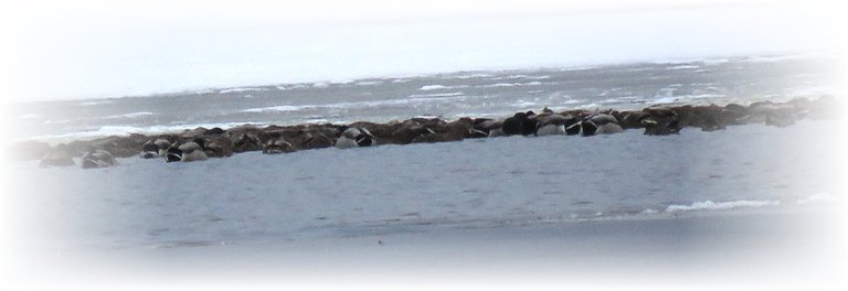 large band of ducks huddled together resting on icy water.JPG