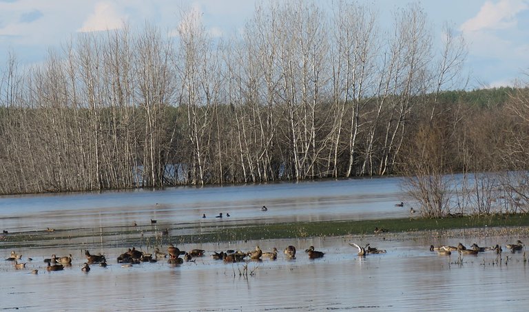 variety of ducks grouped around partially submerged point of land.JPG