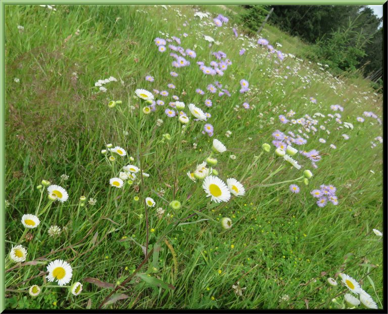 white fleabane like flowers among purple fleabane in wildflower meadow.JPG