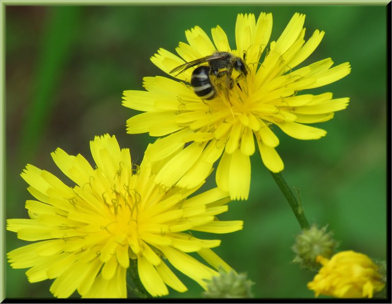 small bee like insect on yellow flowers of sow weed.JPG