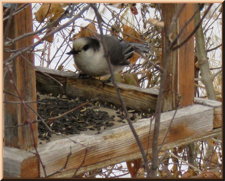 close up greyjay at bird feeder.JPG