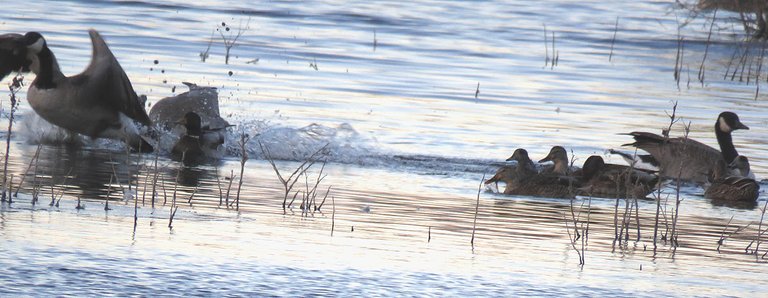 Canada Geese splashing down on water right by mallard duck others looking on.JPG