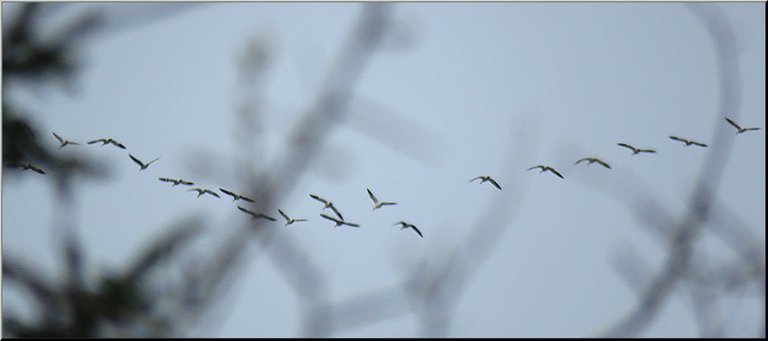line of snow geese in flight with slight spruce branch showing.JPG