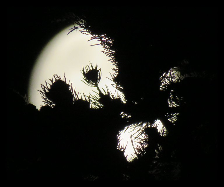 pine needle silhouettes in front of full moon.JPG