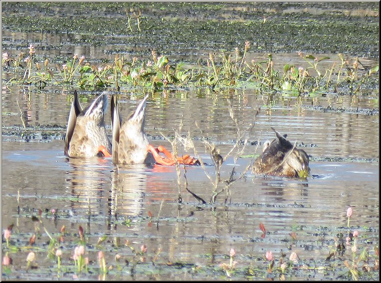 3 teal ducks feeding 2 bottoms up shoing feet.JPG